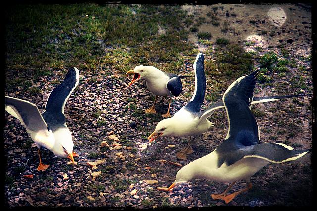seagulls