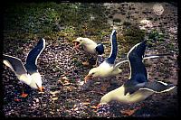 seagulls
